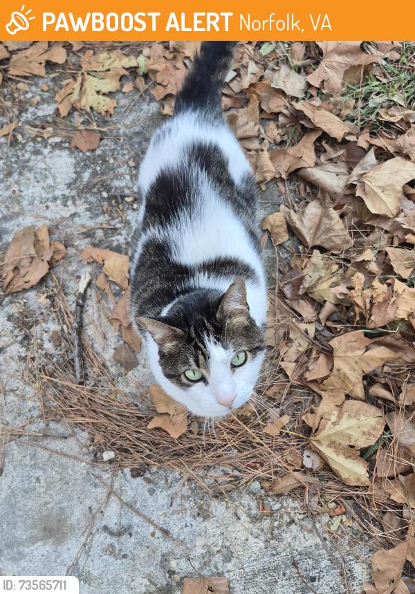 Found/Stray Female Cat last seen Grove Ave and Parkview in oceanview, Norfolk, VA 23503