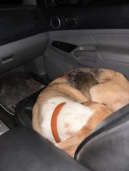 Reunited Female Dog last seen Brooks circle/ maytown road, Oak Hill, FL 32759