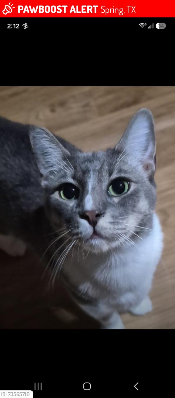Lost Male Cat last seen spring tx, Spring, TX 77386