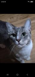 Lost Male Cat last seen spring tx, Spring, TX 77386