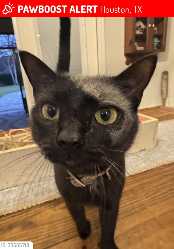 Lost Female Cat last seen Hwy 97 and Argle Road Cantonment, FL, Houston, TX 77433