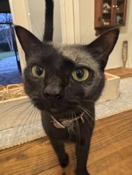 Lost Female Cat last seen Hwy 97 and Argle Road Cantonment, FL, Houston, TX 77433