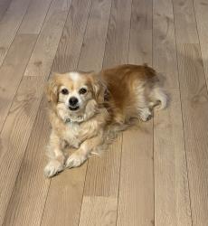 Lost Male Dog last seen South Hills Elementary School, Fort Worth, TX 76133