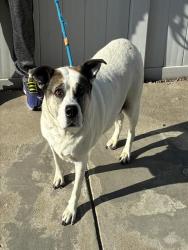 Shelter Stray Female Dog last seen Near BLOCK BURLINGAME RD, 3528 Newburg Rd, Louisville, KY 40218, USA