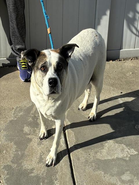 Shelter Stray Female Dog last seen Near BLOCK BURLINGAME RD, 3528 Newburg Rd, Louisville, KY 40218, USA