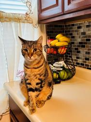 Reunited Male Cat last seen 93rd St and 30th Ave, Queens, NY 11369