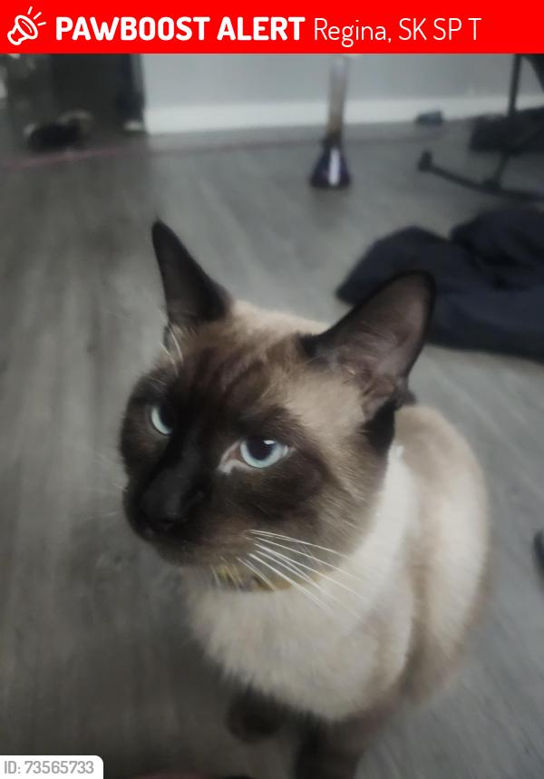 Lost Male Cat last seen Victoria Ave. 11th Ave, Regina, SK S4P 1T3