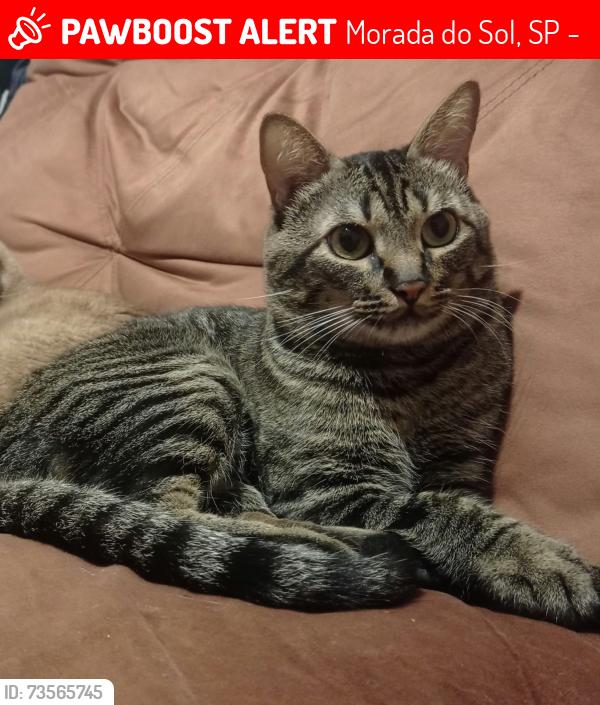 Lost Male Cat last seen Praça Morada do Sol, Morada do Sol, SP 13470-291