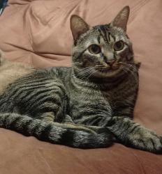 Lost Male Cat last seen Praça Morada do Sol, Morada do Sol, SP 13470-291