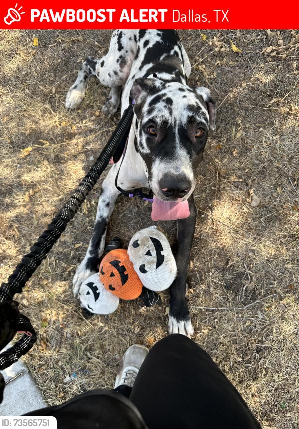 Lost Male Dog last seen Dallas zoo, Dallas, TX 75216