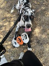 Lost Male Dog last seen Dallas zoo, Dallas, TX 75216