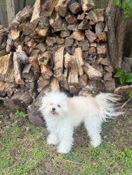 Lost Female Dog last seen Live oak, Lewisville, TX 75067
