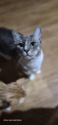 Lost Male Cat last seen Legends Green Dr, Spring, TX 77386