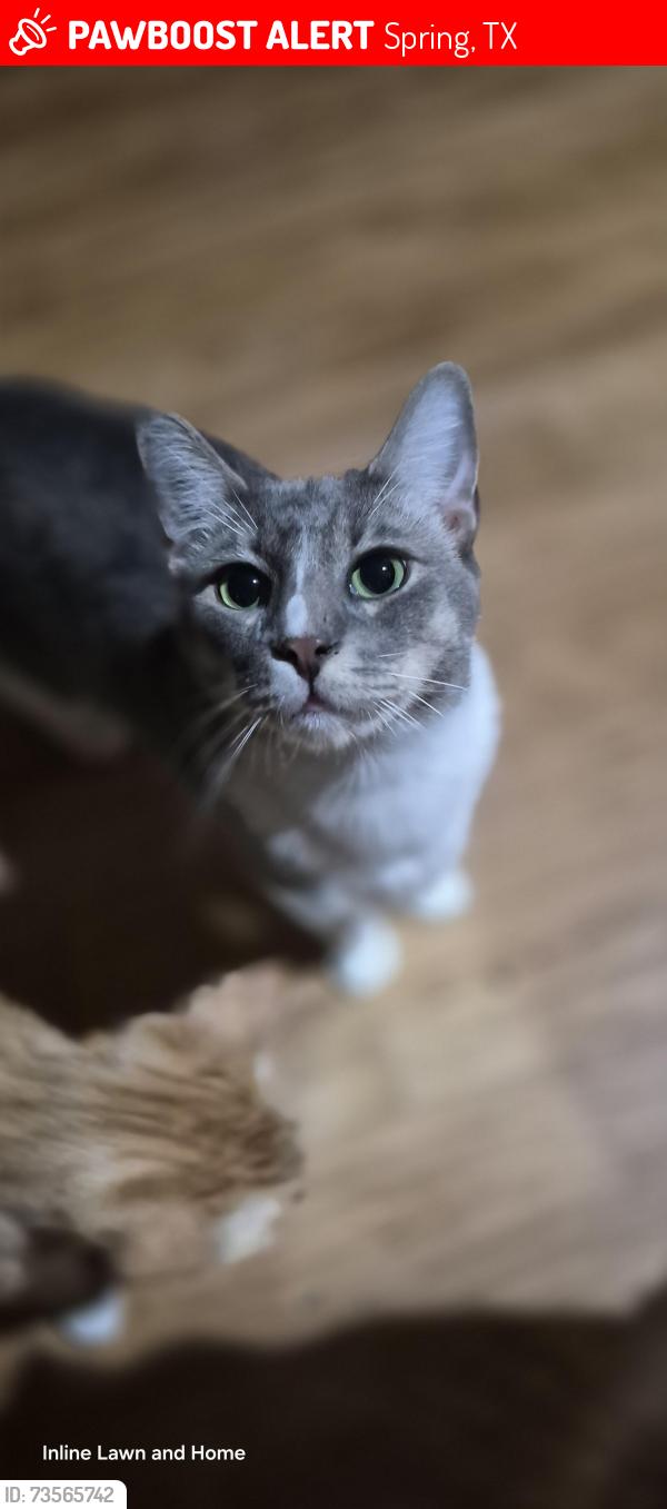 Lost Male Cat last seen Legends Green Dr, Spring, TX 77386