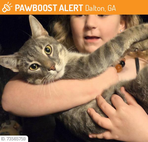 Found/Stray Male Cat last seen Woodmont and coogler, Dalton, GA 30721