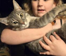 Found/Stray Male Cat last seen Woodmont and coogler, Dalton, GA 30721