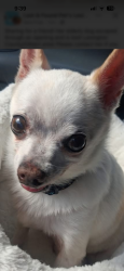 Lost Male Dog last seen Near Lost Branch Road Lexington SC, Lexington, SC 29072