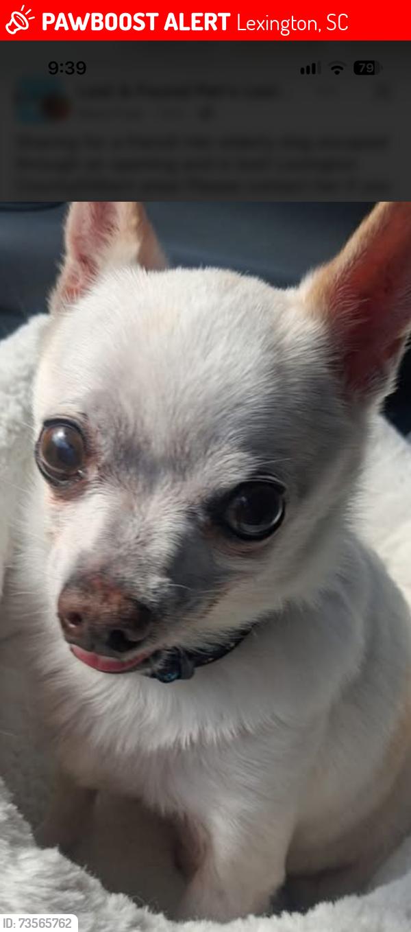 Lost Male Dog last seen Near Lost Branch Road Lexington SC, Lexington, SC 29072