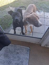 Found/Stray Male Dog last seen Main st and Donagan, Kissimmee, FL 34744