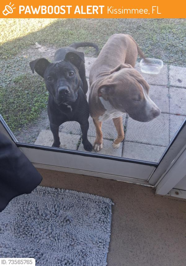 Found/Stray Male Dog last seen Main st and Donagan, Kissimmee, FL 34744