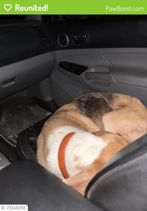 Reunited Female Dog last seen Brooks circle/ maytown road, Oak Hill, FL 32759