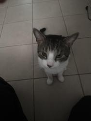Lost Male Cat last seen Emerson St, Carteret, NJ 07008