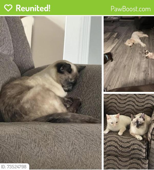 Reunited Female Cat last seen Mockingbird or Plantation, Lebanon, TN 37087