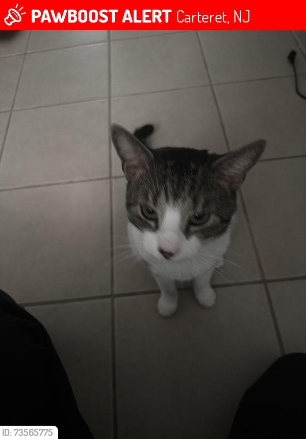 Lost Male Cat last seen Emerson St, Carteret, NJ 07008