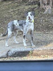 Found/Stray Unknown Dog last seen Tanglewood and Walker, Memphis, TN 38104