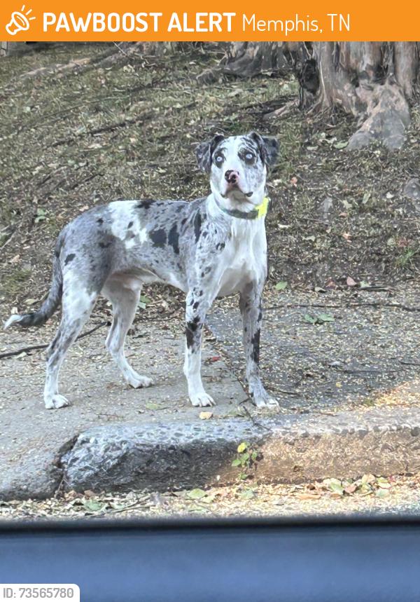 Found/Stray Unknown Dog last seen Tanglewood and Walker, Memphis, TN 38104