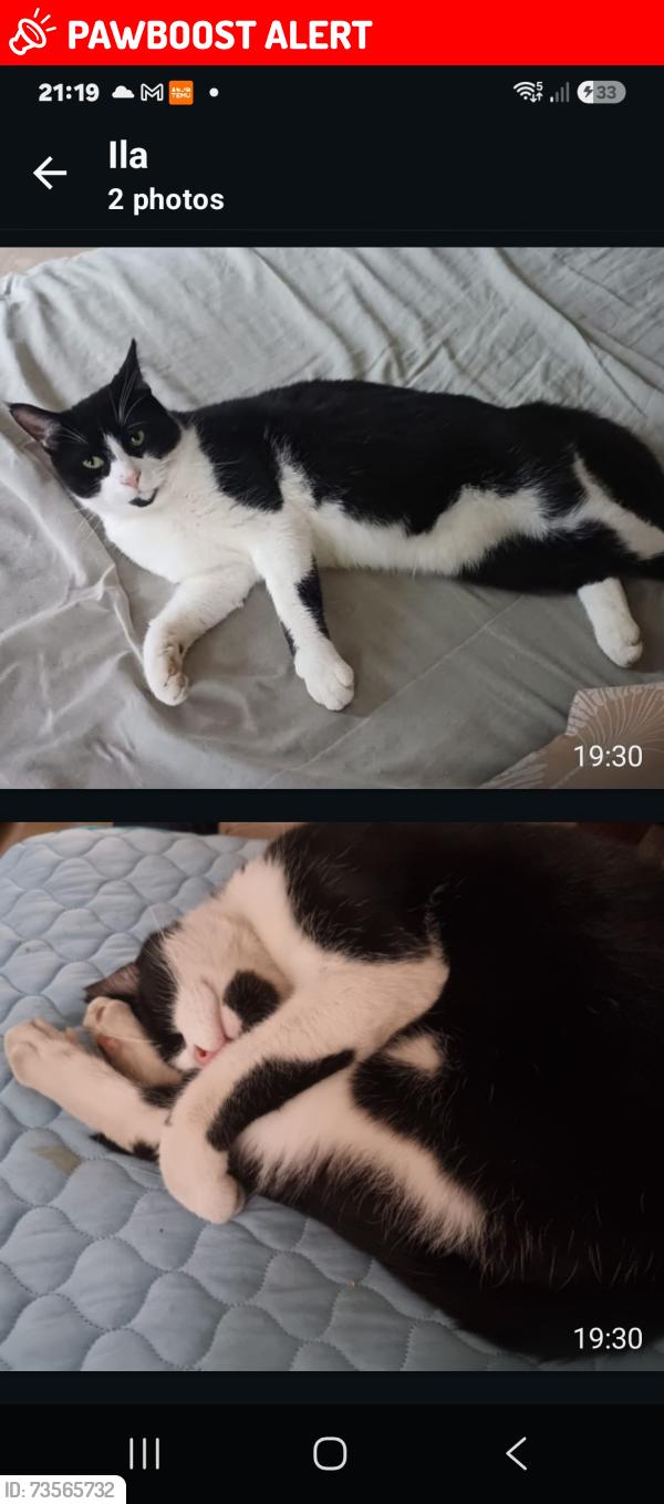 Lost Female Cat last seen Norbury school, Greater London, England 