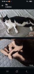 Lost Female Cat last seen Norbury school, Greater London, England 