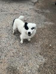 Found/Stray Unknown Dog last seen Lincoln, Midland, TX 79701