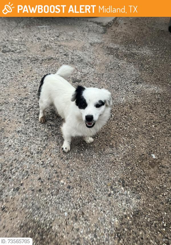 Found/Stray Unknown Dog last seen Lincoln, Midland, TX 79701