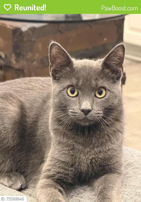 Reunited Male Cat last seen Mockingbird Lane and Buford Dam area, Cumming, GA 30041