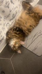Reunited Male Cat last seen Ballard & Western, Des Plaines, IL 60016