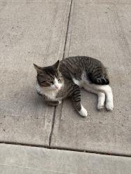 Found/Stray Unknown Cat last seen Richmond university medical center, Staten Island, NY 10310