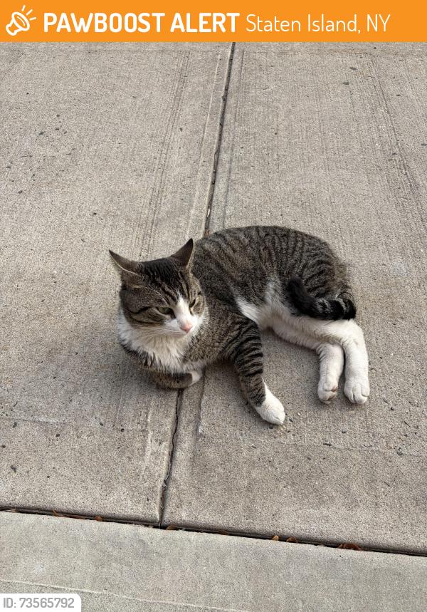 Found/Stray Unknown Cat last seen Richmond university medical center, Staten Island, NY 10310