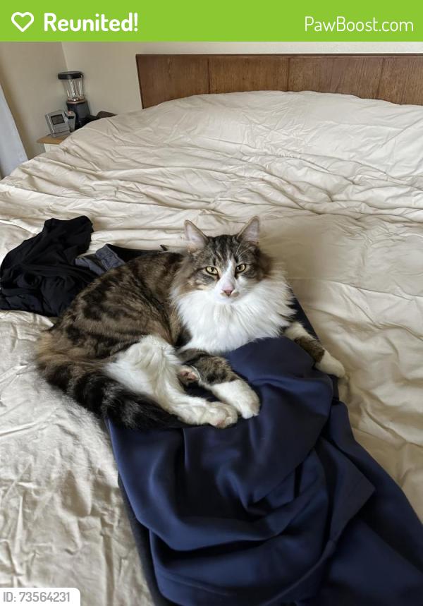 Reunited Male Cat last seen Grandview Rd and Dahlberg Rd, Ferndale, WA 98248