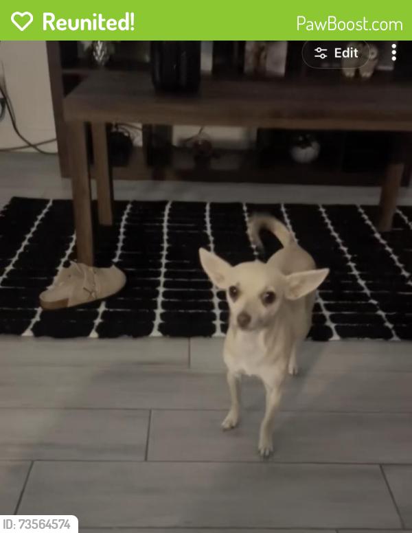 Reunited Female Dog last seen Clark Trail, Grand Prairie, TX 75052, USA, Grand Prairie, TX 75052
