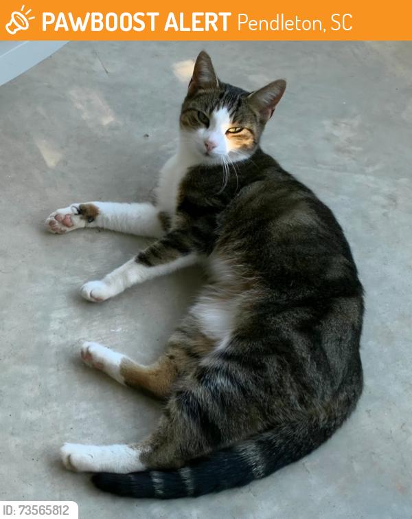 Found/Stray Female Cat last seen Pendleton, Pendleton, SC 29670