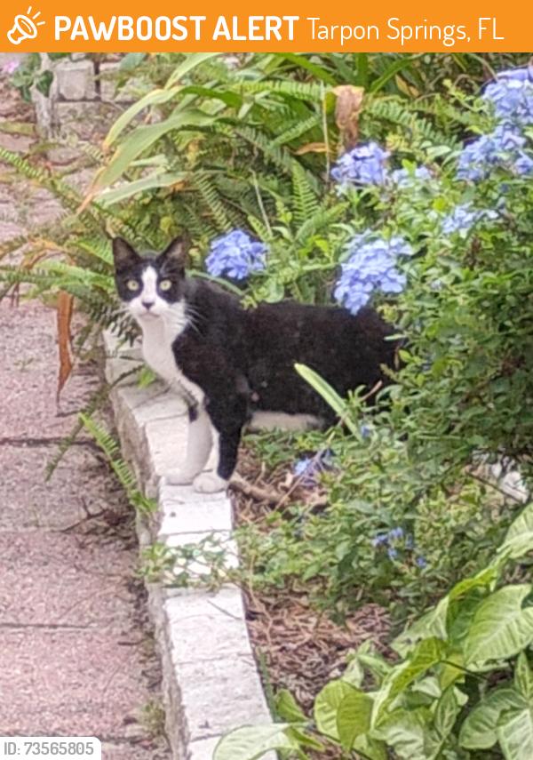 Found/Stray Unknown Cat last seen Red Oak Drive, Klosterman Rd., Tarpon Springs, FL 34689