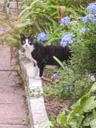 Found/Stray Unknown Cat last seen Red Oak Drive, Klosterman Rd., Tarpon Springs, FL 34689