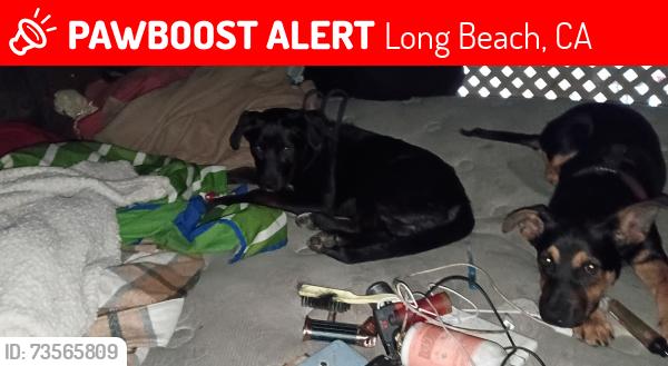 Lost Female Dog last seen Riverbed Anaheim west side, Long Beach, CA 90813