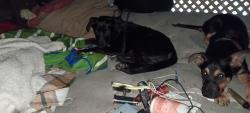 Lost Female Dog last seen Riverbed Anaheim west side, Long Beach, CA 90813