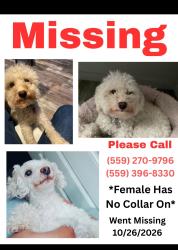 Reunited Female Dog last seen Last seen near west Griffith way seem to be headed to the dds area, Fresno, CA 93722