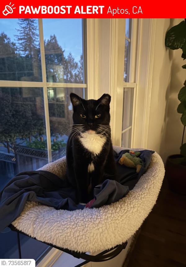 Lost Female Cat last seen Monterey drive, Aptos, CA 95003
