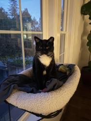 Lost Female Cat last seen Monterey drive, Aptos, CA 95003