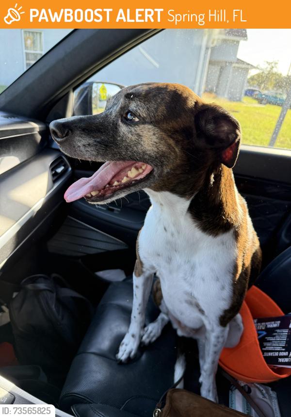 Found/Stray Male Dog last seen Coronado, Spring Hill, FL 34609