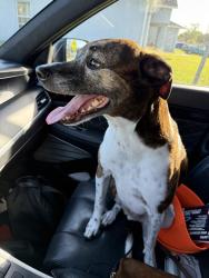 Found/Stray Male Dog last seen Coronado, Spring Hill, FL 34609